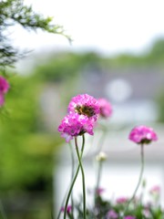 pink flowers in the garden