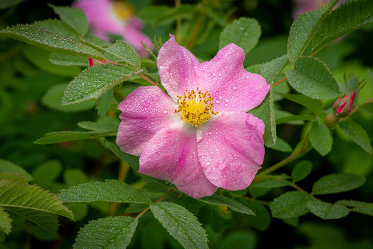 Closeup of pink wild rose blossom on a green leaf background with water drops