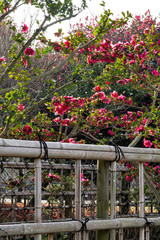 Natural material fence