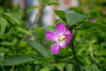One blooming purple flower of wild rose against the backdrop of greenery