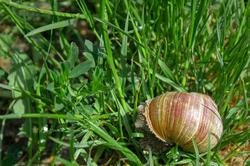  Little snail on a background of green grass