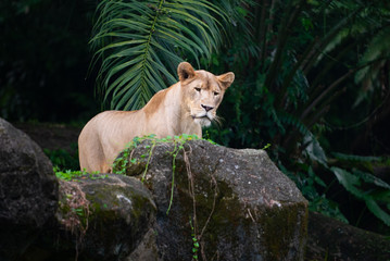 Fototapeta na wymiar Lioness in a zoo