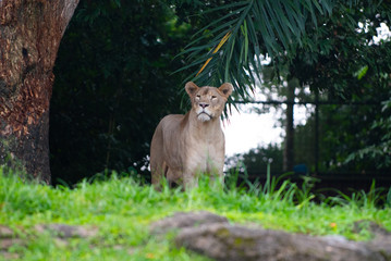 Lioness in a zoo