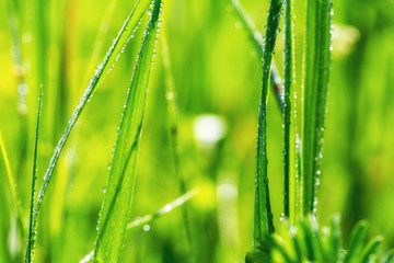 Fototapeta na wymiar Fresh green grass closeup
