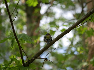 a Finch sits on a tree branch in the forest and brushes its feathers. Sunny summer day.