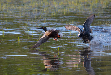 Coot hunting a Northern shoveler in a pond at the Djurgården island in 