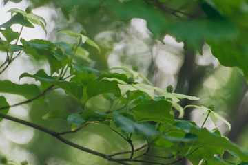 White Japanese Kousa flower in the Spring