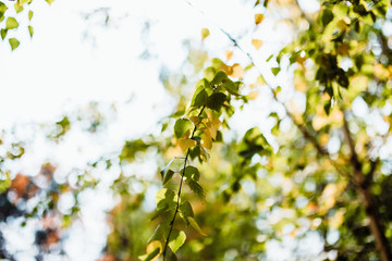 birch branch in the park