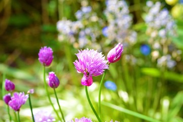 Close-up image of purple chive flowers.