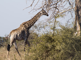 Giraffe walking in African bush