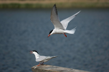 A pair of Common tern on a jetty