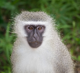 Face image of black and white monkey