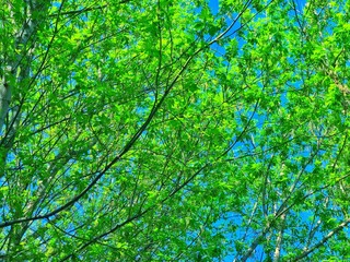 Summer background bright green trees