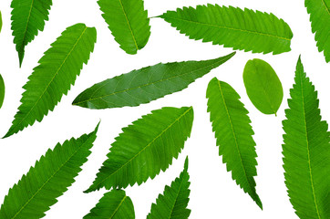 Green leaf nature on white background isolation, top view