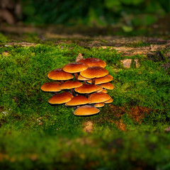 Winter Enokitake on a stump covered with green moss.