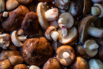 harvested peeled Suillus mushrooms.