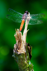 Close up shot of a dragonfly resting on a branch