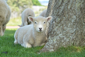 lovely Sheep