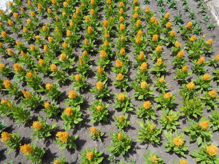 Plants flowers and landscape of the Bulgarian coast