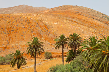 Vega de Betancuria. Parque Rural de Betancuria. Isla Fuerteventura. Provincia Las Palmas. Islas Canarias. España