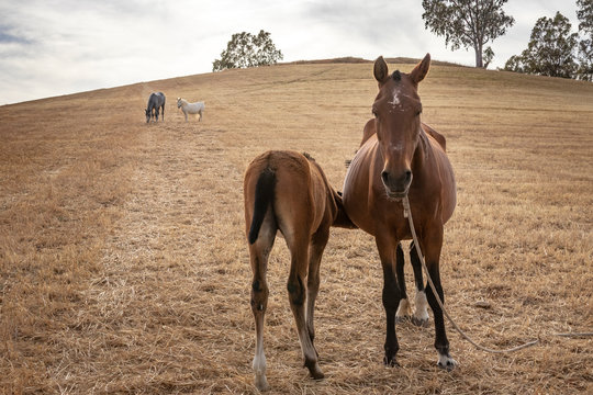 Una potra mamando de su madre en el campo
