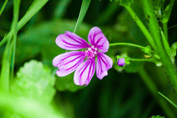 Purple flower in the field. Macro photography