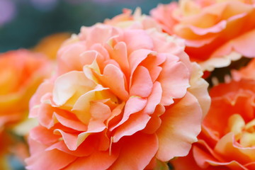 Fototapeta na wymiar 植物園のオレンジ色のバラ