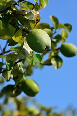 初秋のカリンには果実