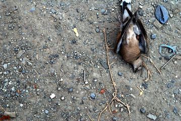 Dead birds