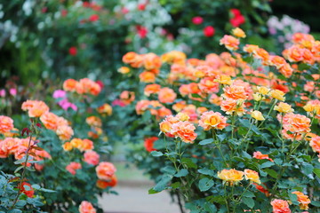 Fototapeta premium 植物園のオレンジ色のバラ