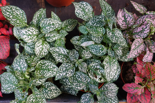 leaves of begonia rex close-up. Houseplants
