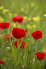 Fototapeta na wymiar close-up poppy flowers in spring