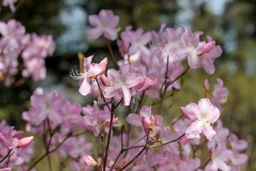 Obraz premium beautiful flowers in nature in the botanical garden