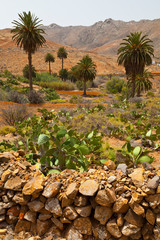 Cultivos en pueblo de Vega del río Palmas. Parque Rural de Betancuria. Isla Fuerteventura. Provincia Las Palmas. Islas Canarias. España
