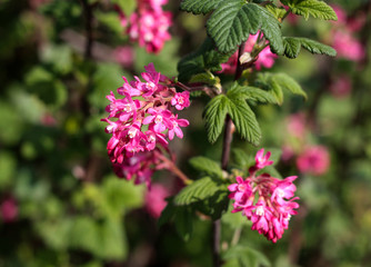 beautiful flowers in nature in the botanical garden