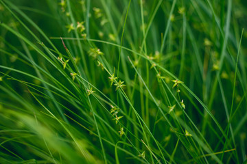 closeup of green sedge grass