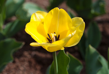 beautiful flowers in nature in the botanical garden