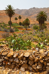 Cultivos en pueblo de Vega del río Palmas. Parque Rural de Betancuria. Isla Fuerteventura. Provincia Las Palmas. Islas Canarias. España