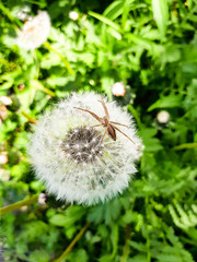 white blooming dandelion with spider on top