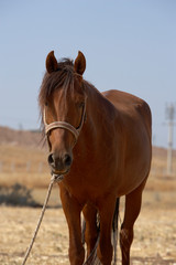 Horse. Portrait of a horse, brown horse