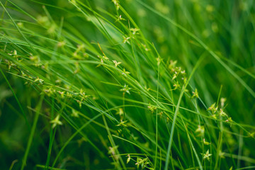 Fototapeta na wymiar closeup of green sedge grass