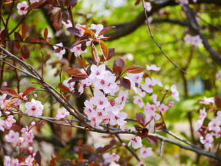 Fototapeta na wymiar pink cherry flowers on a branch in the spring in the city Park.