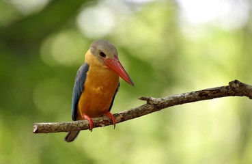 Bird on the branch