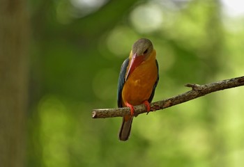 Bird on the branch