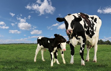 Mother cow standing in meadow with tongue out licking face with her newborn twin calves standing beside her - obrazy, fototapety, plakaty