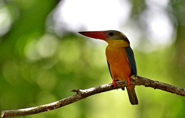 colorful bird on a branch