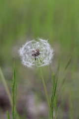 dandelion on green background of grass