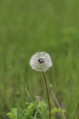 dandelion on green background