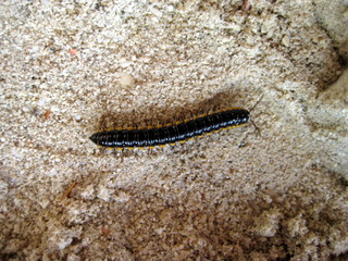 Myriapode aux Philippines