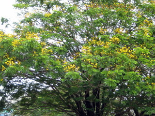 Arbre en fleurs aux Philippines